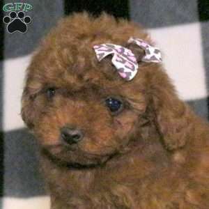 Sugar, Toy Poodle Puppy