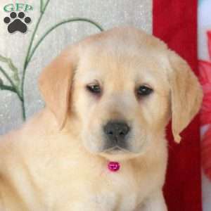 Sugar, Yellow Labrador Retriever Puppy
