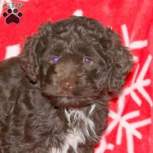 Sugar, Cockapoo Puppy