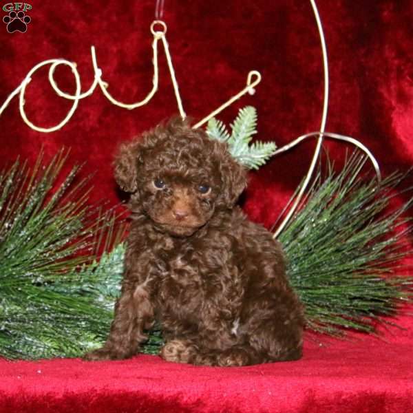 Sugar, Toy Poodle Puppy