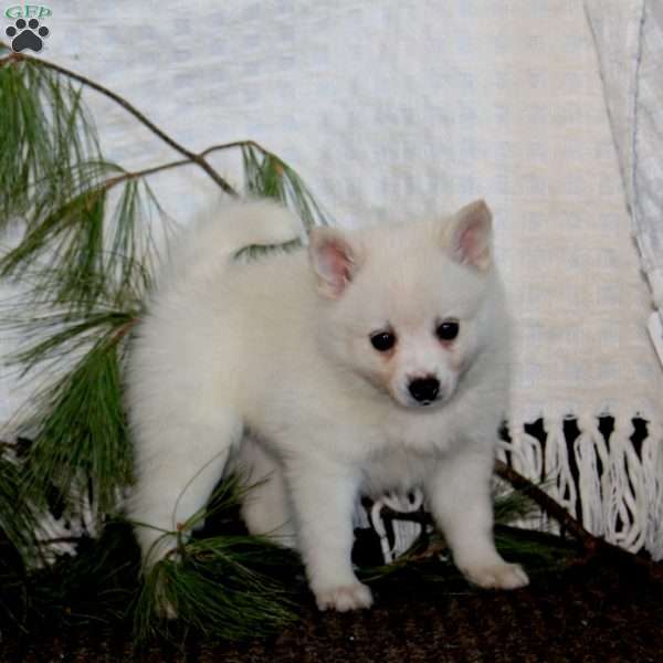 Sugar, Pomeranian Mix Puppy