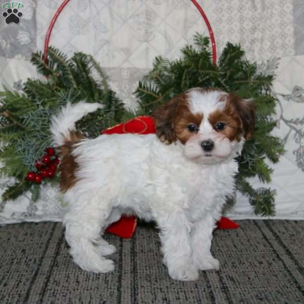 Sugar, Shih-Poo Puppy