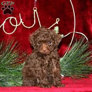 Sugar, Toy Poodle Puppy