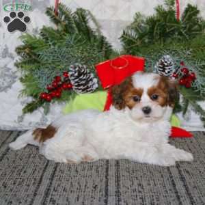 Sugar, Shih-Poo Puppy