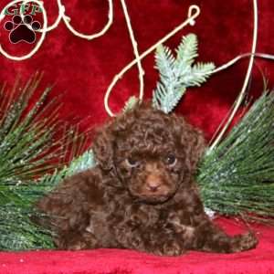 Sugar, Toy Poodle Puppy