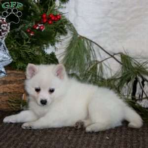 Sugar, Pomeranian Mix Puppy