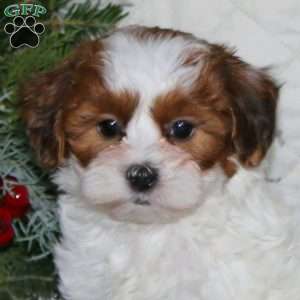 Sugar, Shih-Poo Puppy