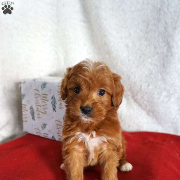 Sugar, Goldendoodle Puppy