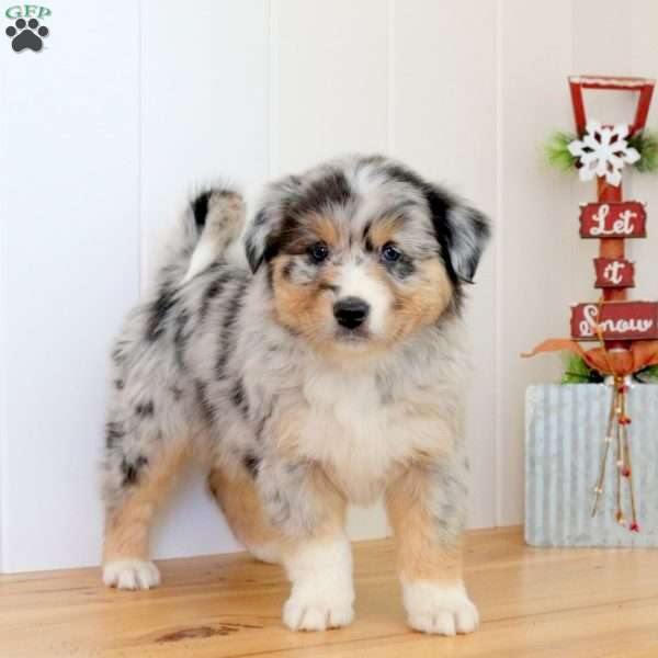 Sugarplum, Australian Shepherd Puppy