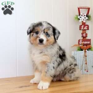 Sugarplum, Australian Shepherd Puppy