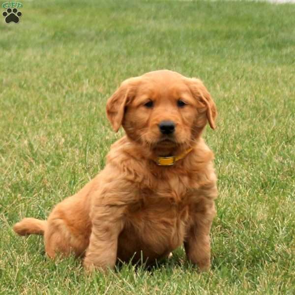 Sully, Golden Retriever Puppy