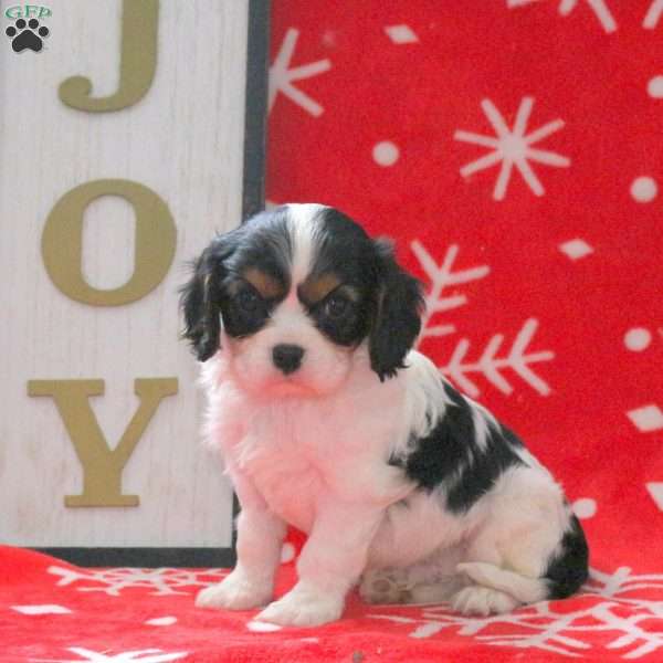 Sully, Cavalier King Charles Spaniel Puppy