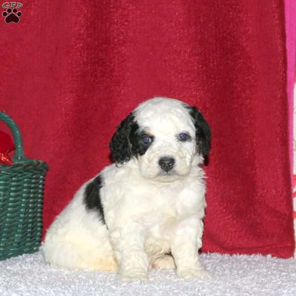Sully, Mini Bernedoodle Puppy
