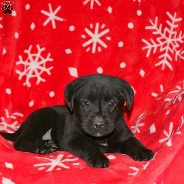Sully, Black Labrador Retriever Puppy