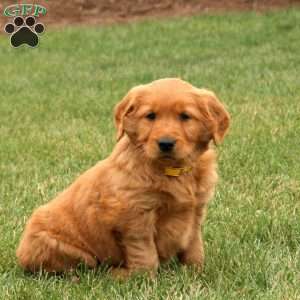 Sully, Golden Retriever Puppy
