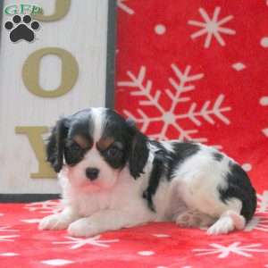 Sully, Cavalier King Charles Spaniel Puppy