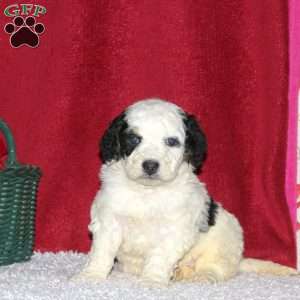 Sully, Mini Bernedoodle Puppy