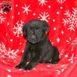 Sully, Black Labrador Retriever Puppy