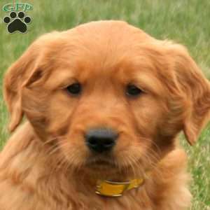 Sully, Golden Retriever Puppy