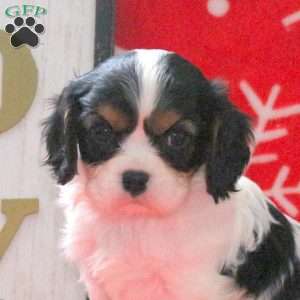 Sully, Cavalier King Charles Spaniel Puppy