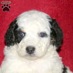Sully, Mini Bernedoodle Puppy