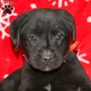Sully, Black Labrador Retriever Puppy