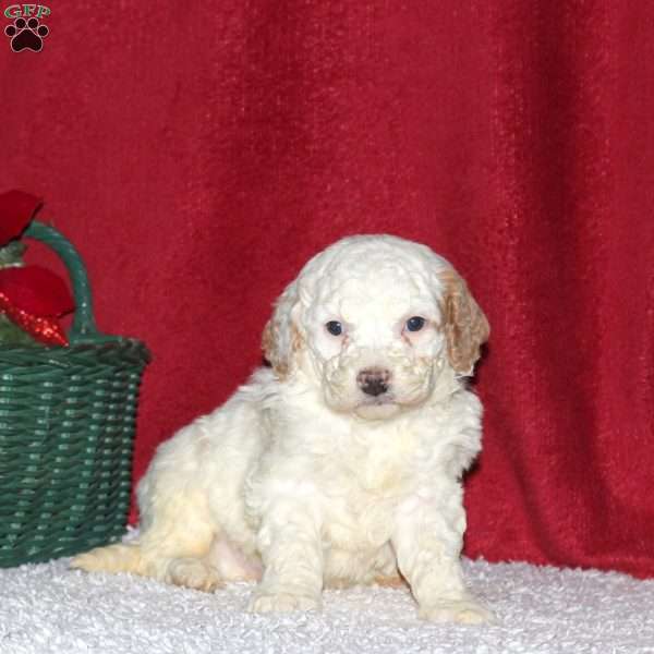 Summit, Mini Bernedoodle Puppy