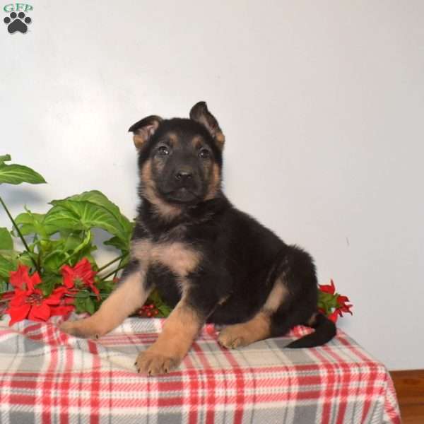 Summit, German Shepherd Puppy