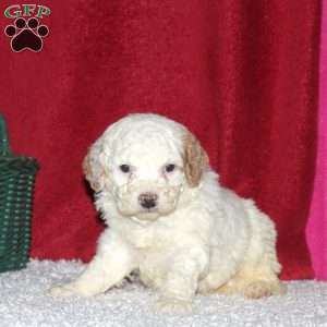 Summit, Mini Bernedoodle Puppy