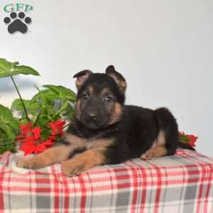 Summit, German Shepherd Puppy