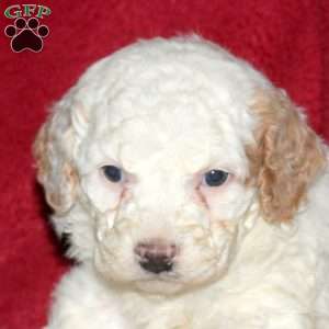 Summit, Mini Bernedoodle Puppy