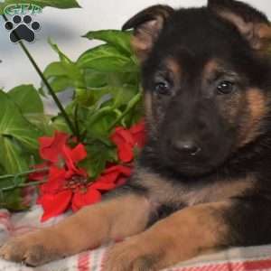 Summit, German Shepherd Puppy