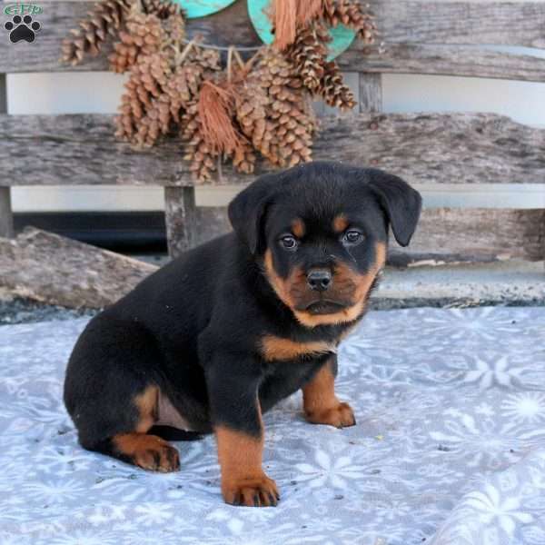Sundance, Rottweiler Puppy