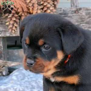 Sundance, Rottweiler Puppy