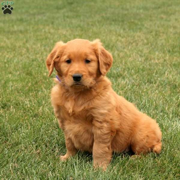 Sunny, Golden Retriever Puppy