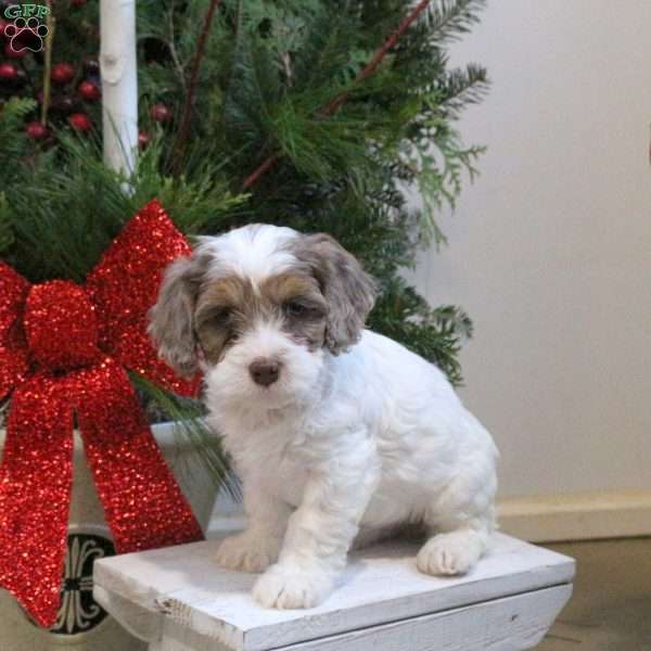 Sunny, Cavapoo Puppy