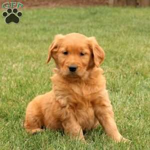 Sunny, Golden Retriever Puppy