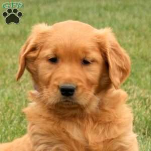 Sunny, Golden Retriever Puppy