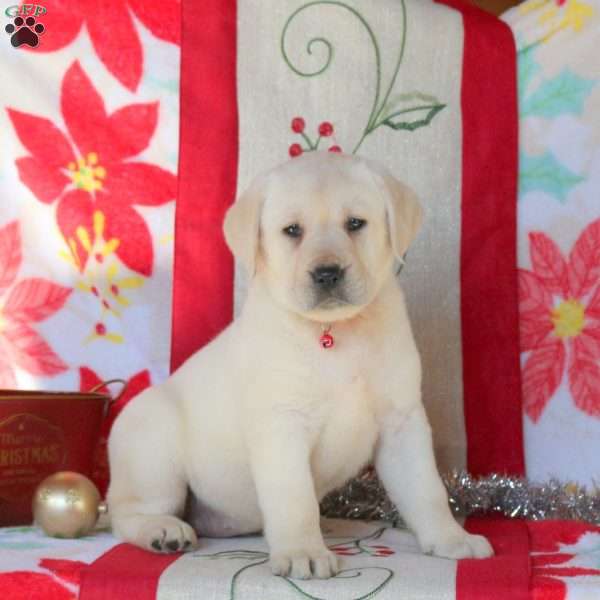 Sunshine, Yellow Labrador Retriever Puppy