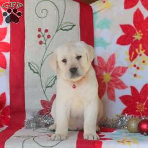 Sunshine, Yellow Labrador Retriever Puppy