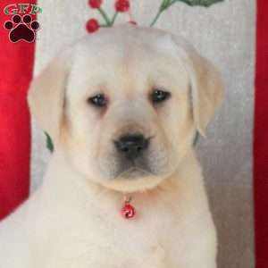 Sunshine, Yellow Labrador Retriever Puppy