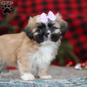 Susie, Lhasa Apso Puppy