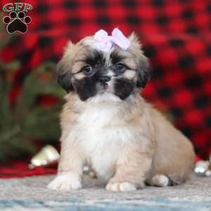Susie, Lhasa Apso Puppy