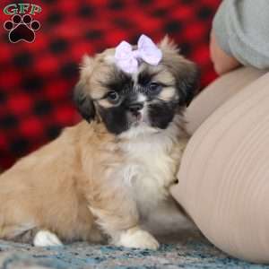 Susie, Lhasa Apso Puppy