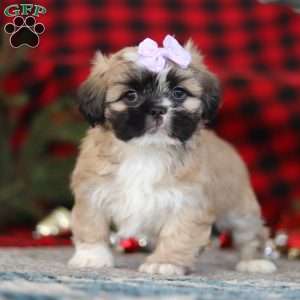 Susie, Lhasa Apso Puppy
