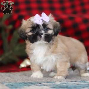 Susie, Lhasa Apso Puppy