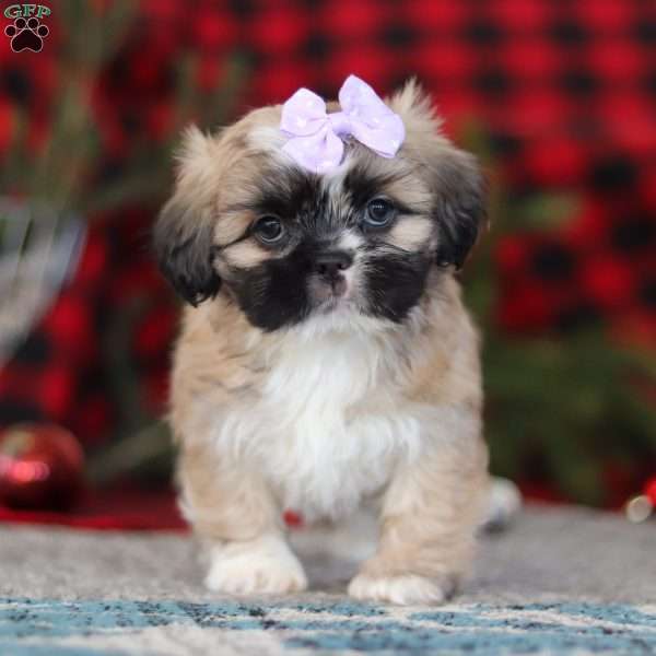 Susie, Lhasa Apso Puppy