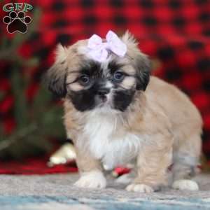 Susie, Lhasa Apso Puppy