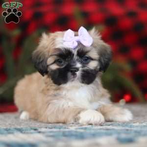 Susie, Lhasa Apso Puppy