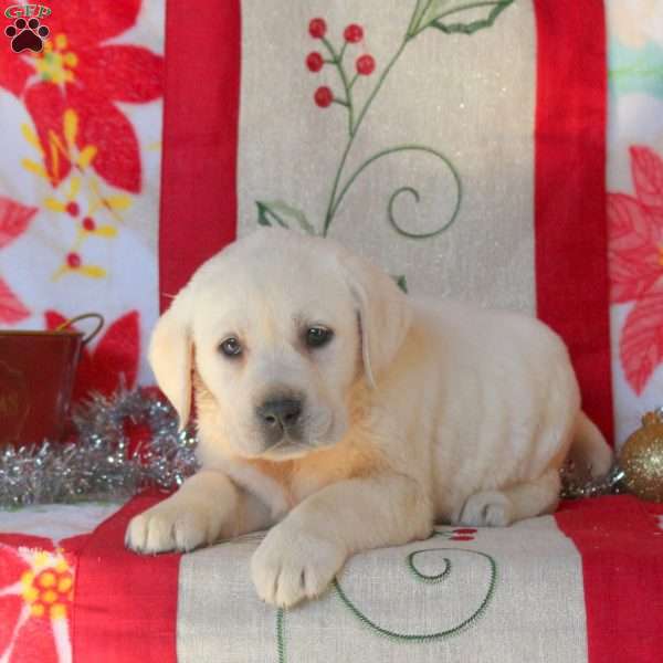 Suzie, Yellow Labrador Retriever Puppy